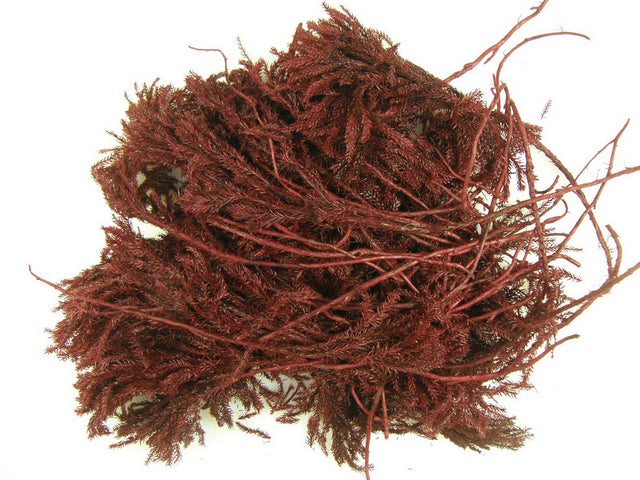 Image for Erikamoos USA bordeaux