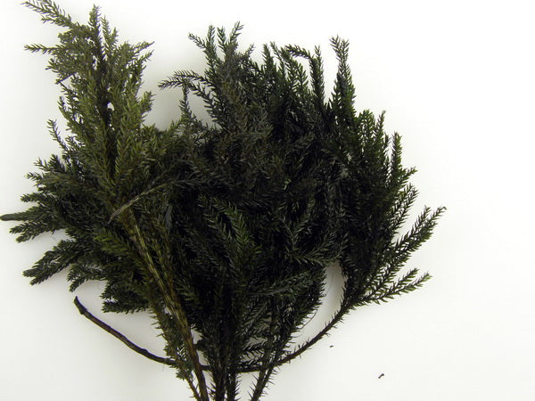 Image for Erikamoos USA verde inchis