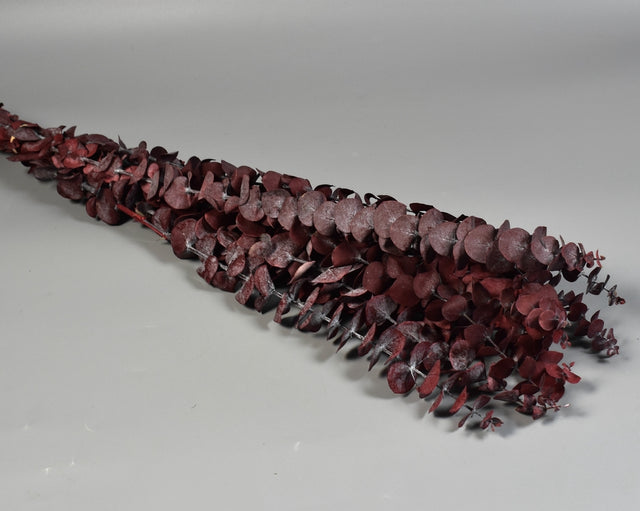 Image for Eukalypt baby blue prep. rosu