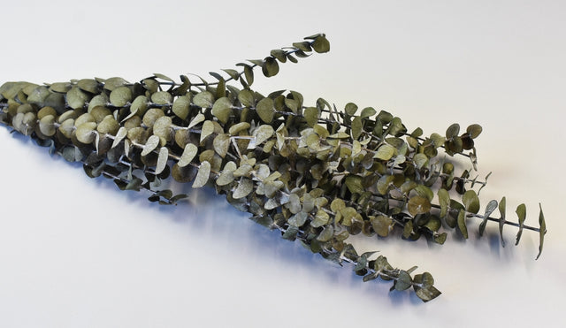 Image for Eukalypt baby blue preparat verde inchis