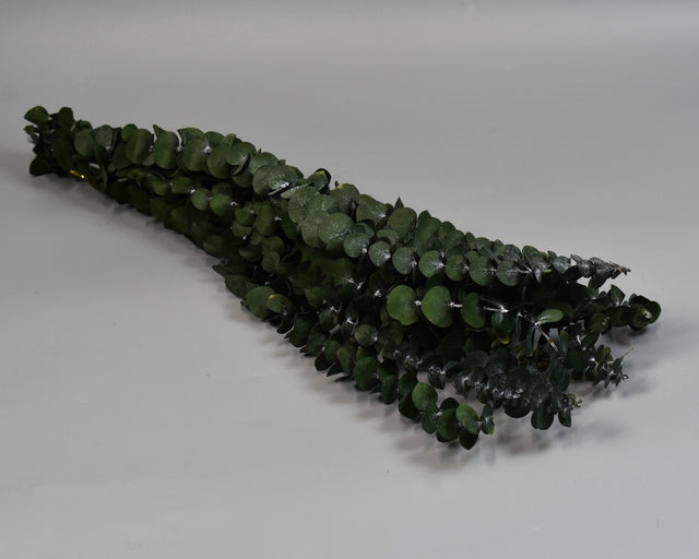 Image for Eukalypt baby blue prep.verde