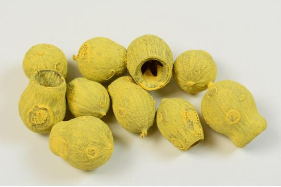 Eukalypt/bell gum vopsi galben