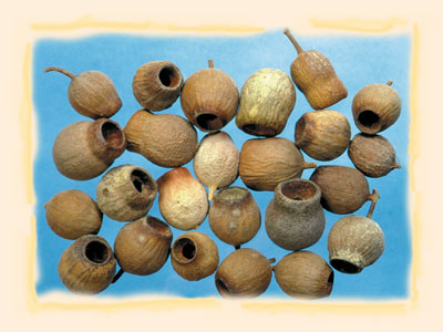 Image for Eukalypt/Bell gum natur