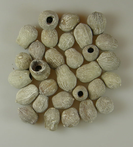 Image for Eukalypt/Bell gum cu chiciura