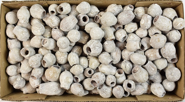 Image for Eukalypt/bell gum cu chiciura