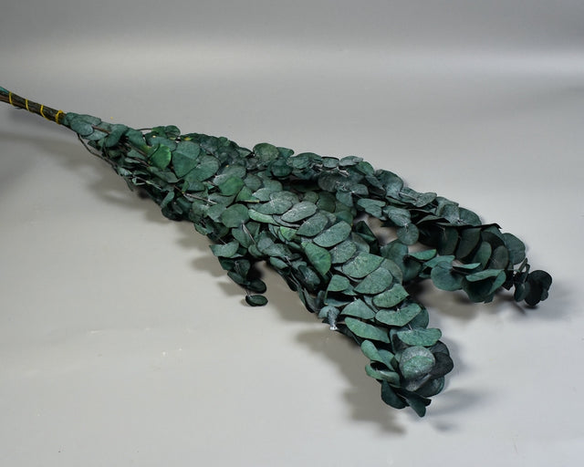 Image for Eukalypt argintiu Cinerea prep.albastru