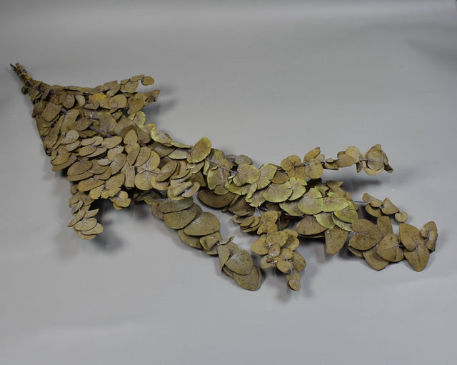 Image for Eukalypt argintiu Cinerea prep. verde oliv