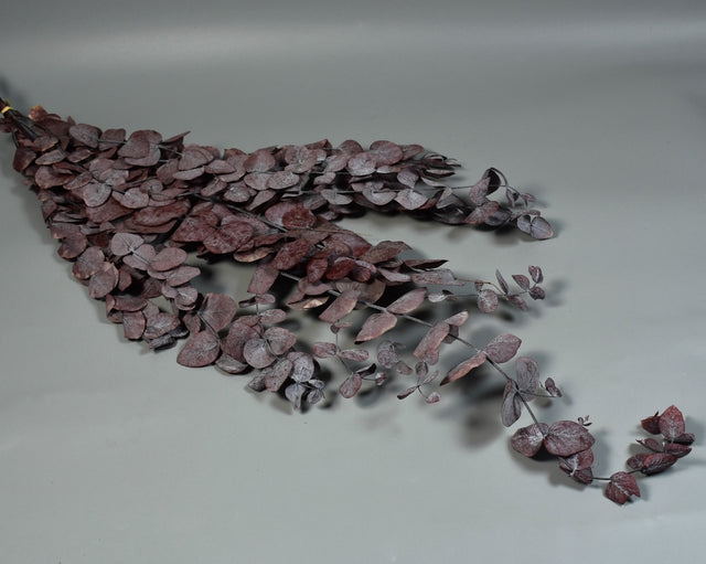 Image for Eukalypt argintiu Cinerea prep.rosu