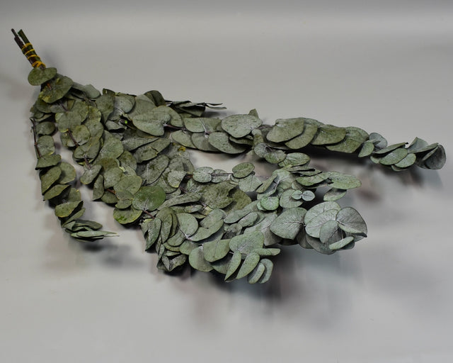 Image for Eukalypt argintiu Cinerea prep.verde