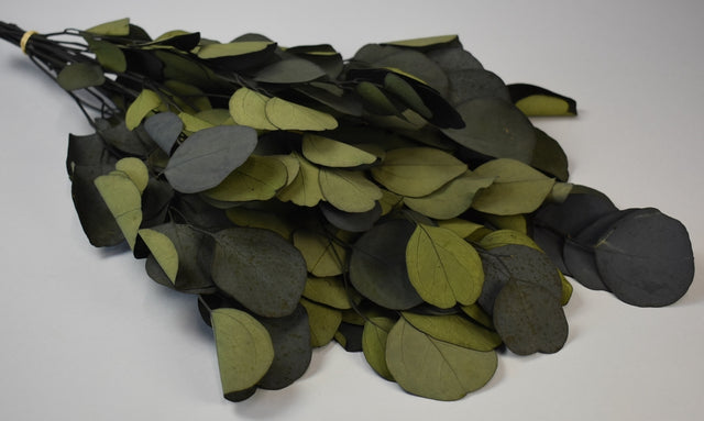 Image for Creanga eucalypt cu frunze rotunde verde inchis