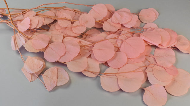 Image for Creanga eucalypt cu frunze rotunde prep.inalbit piersica