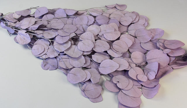 Image for Creanga eucalypt cu frunze rotunde prep.inalbit mov