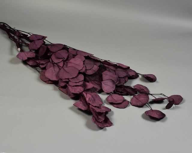 Image for Eukalypt cu frunza rotunda prep. inalbit mov