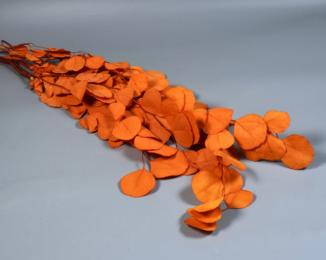 Image for Eukalypt cu frunza rotunda prep. inalbit portocaliu