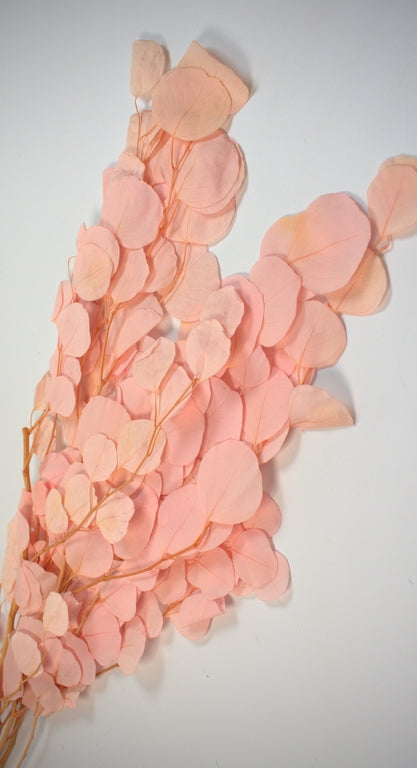 Image for Eucalipt cu frunze rotunde prep.inalbit roz