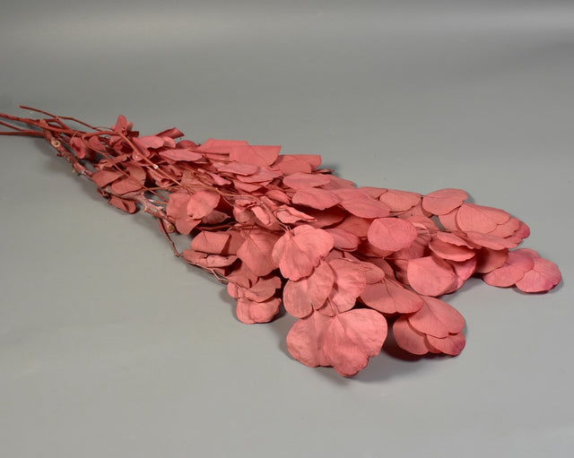 Image for Eukalypt cu frunza rotunda prep. inalbit roz