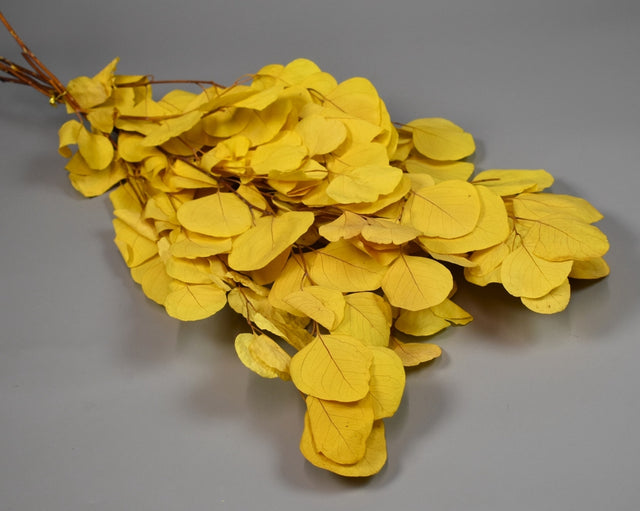 Image for Eukalypt cu frunza rotunda prep. inalbit galben