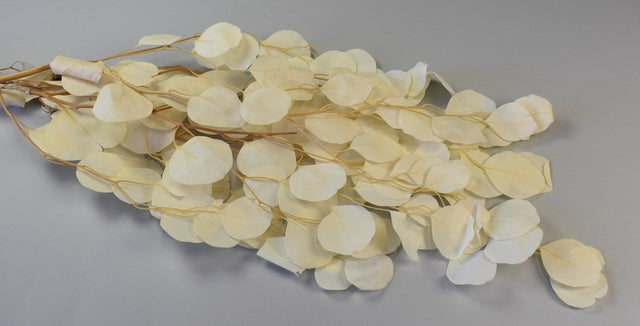 Image for Creanga eucalypt cu frunze rotunde prep.inalbit