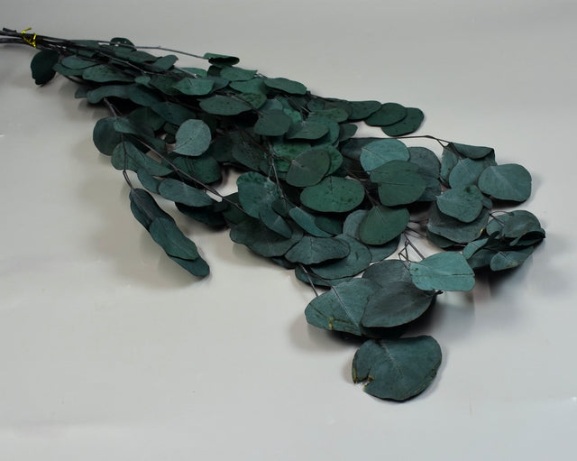 Image for Eukalyptus cu frunza rotunda prep.albastru