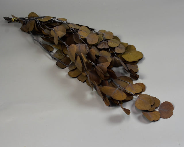 Image for Eukalypt cu frunza rotunda prep.verde oliv