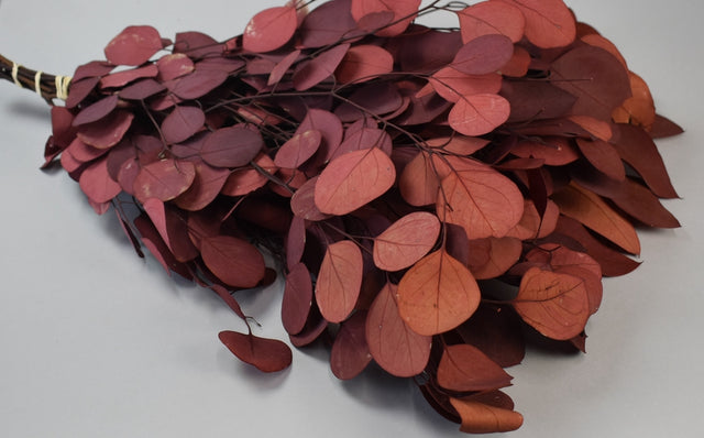 Image for Creanga eucalypt Special cu frunze rotunde prep.bordeaux