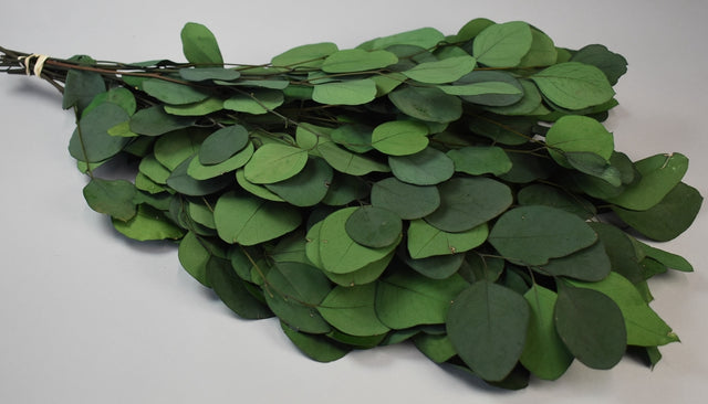 Image for Creanga eucalypt cu frunze rotunde spec.prep.verde inchis