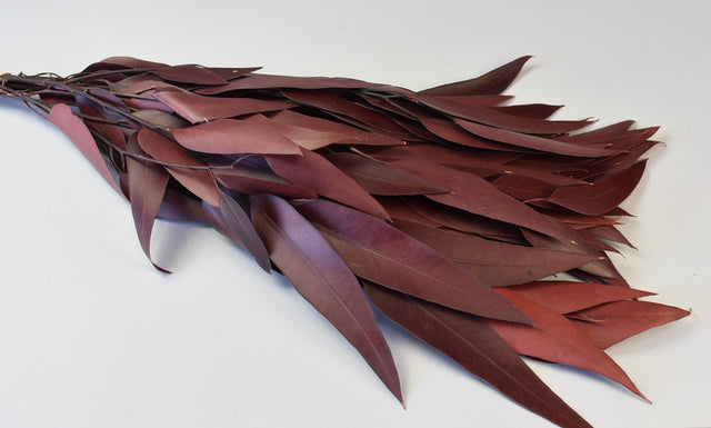 Image for Creanga eucalypt cu frunze alungite bordeaux