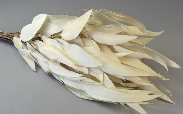 Image for Creanga eucalypt cu frunze alungite prep.inalbit