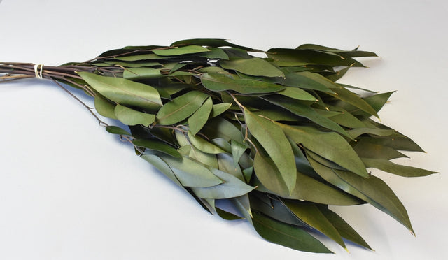 Image for Creanga eucalypt cu frunze alungite verde inchis