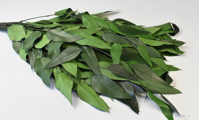 Image for Creanga eucalypt cu frunze alungite spec. preparat verde inchis