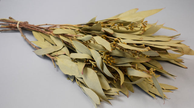 Image for Creanga eucalypt cu frunze alungite si fructe