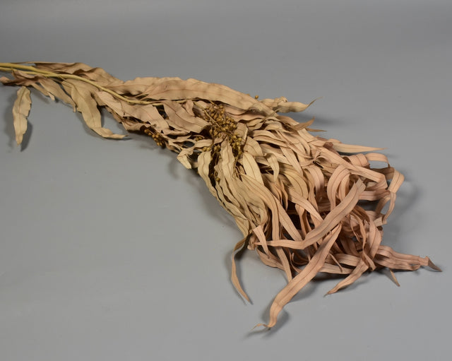 Image for Eukalypt cu frunze alungite /fructe prep.inalbit cappucino