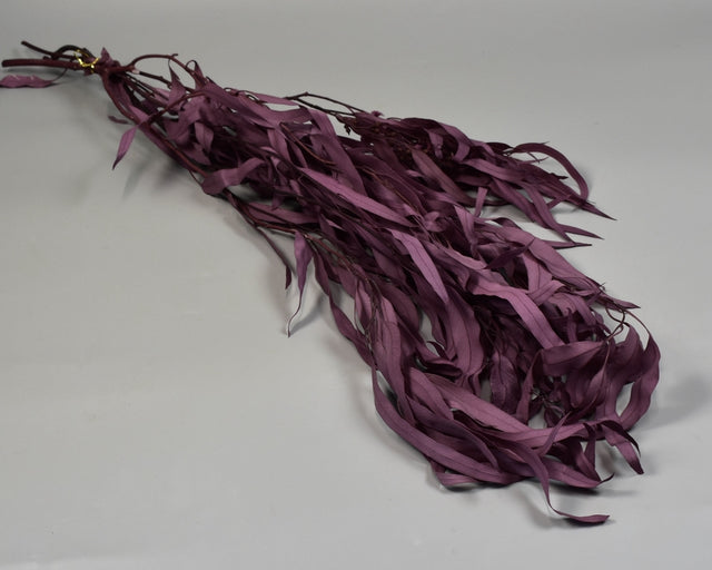 Image for Eukalypt cu frunze alungite/fructe prep. inalbit mov