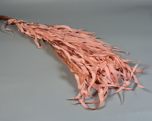 Image for Eukalypt cu frunze alungite/fructe prep.inalbit roz