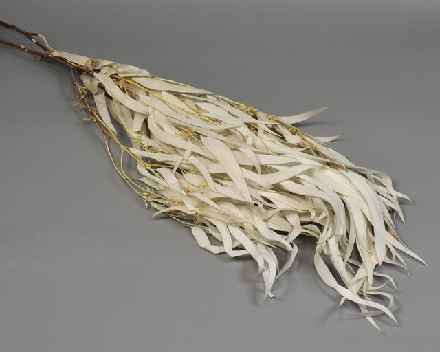 Image for Eukalypt cu frunze alungite/fructe prep.inalbit