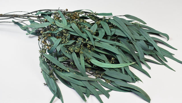 Image for Eucalipt cu frunze alungite /fructe prep albastru