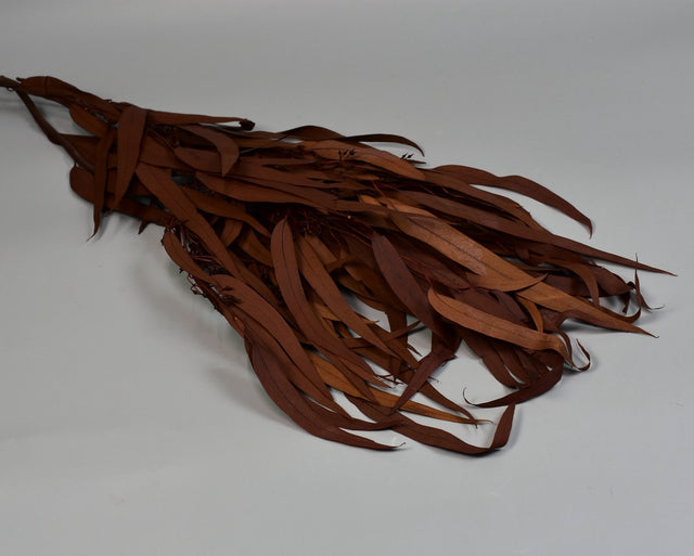 Image for Eukalypt cu frunze alungite/fructe prep. portocaliu