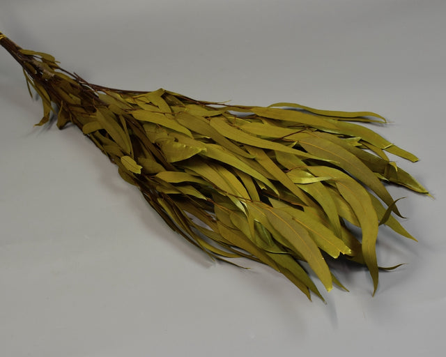 Image for Eukalypt cu frunze alungite/fructe prep. verde oliv