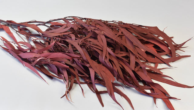 Image for Eucalipt cu frunze alungite /fructe prep. rosu