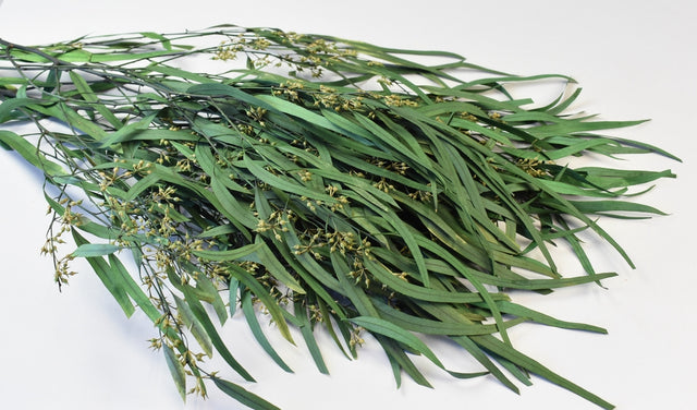 Image for Eucalipt cu frunze alungite /fructe prep.verde deschis