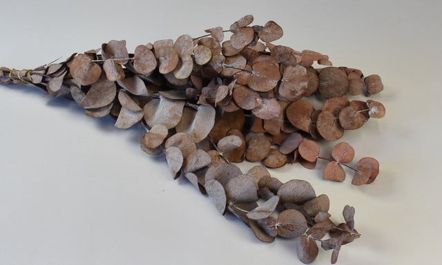 Image for Frunze Eukalypt silver prep.bordeaux