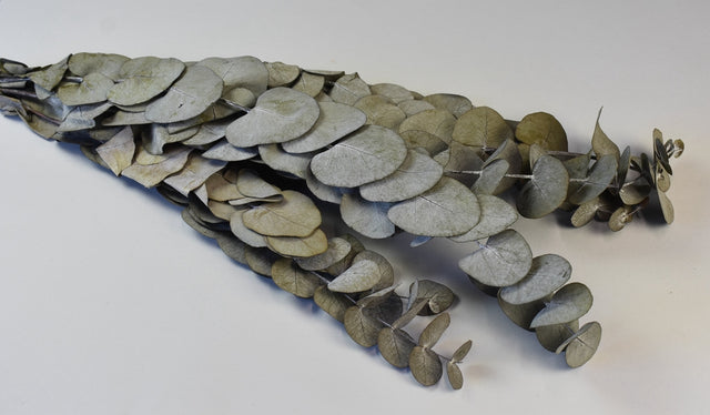 Image for Frunze Eukalypt prep. natur