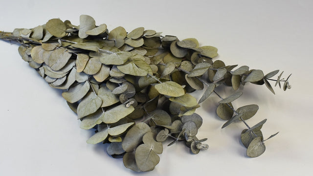 Image for Frunze Eukalypt argintiu prep. verde inchis