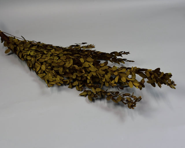 Image for Eukalypt parvifolia prep.verde oliv