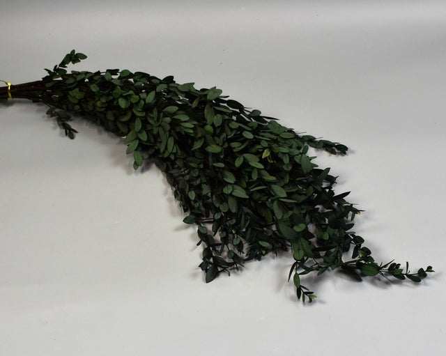 Image for Eukalypt parvifolia prep.verde