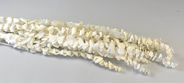 Image for Creanga Eucalypt Spiral Prep.Inalbit