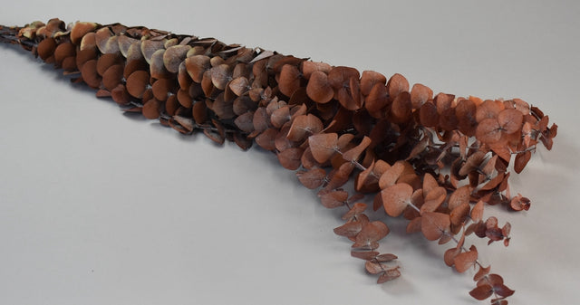 Image for Frunze Eukalypt spiral prep.portocaliu