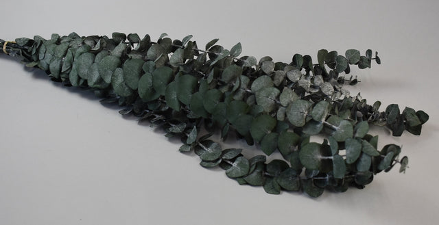 Image for Creanga Eucalypt Spiral Prep.Verde Inchis