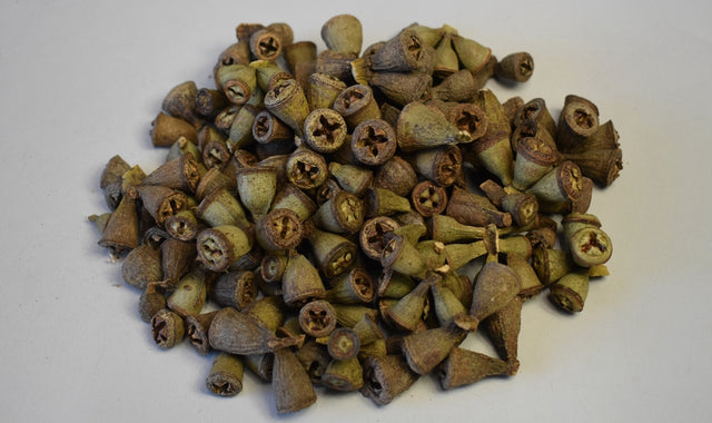 Image for Fructe de eucalypt mini natur