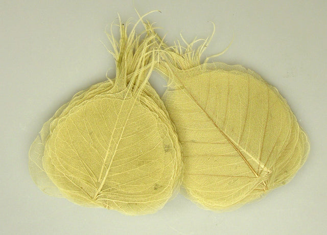 Image for Frunze voal S/100 natur